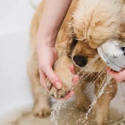 Baño y Peluquería canina