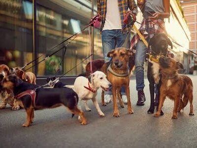 Paseador de perros