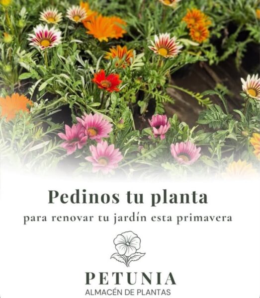 PETUNIA - ALMACÉN DE PLANTAS